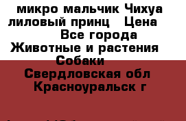 микро мальчик Чихуа лиловый принц › Цена ­ 90 - Все города Животные и растения » Собаки   . Свердловская обл.,Красноуральск г.